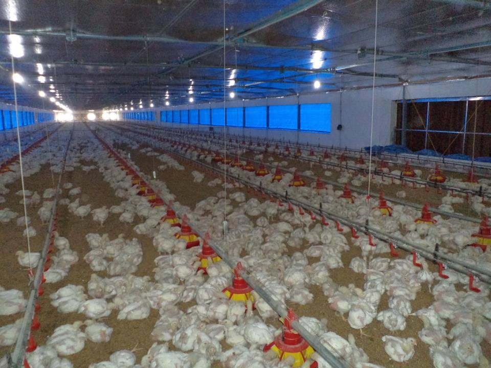 La importancia del equipo avícola para los criadores de pollos