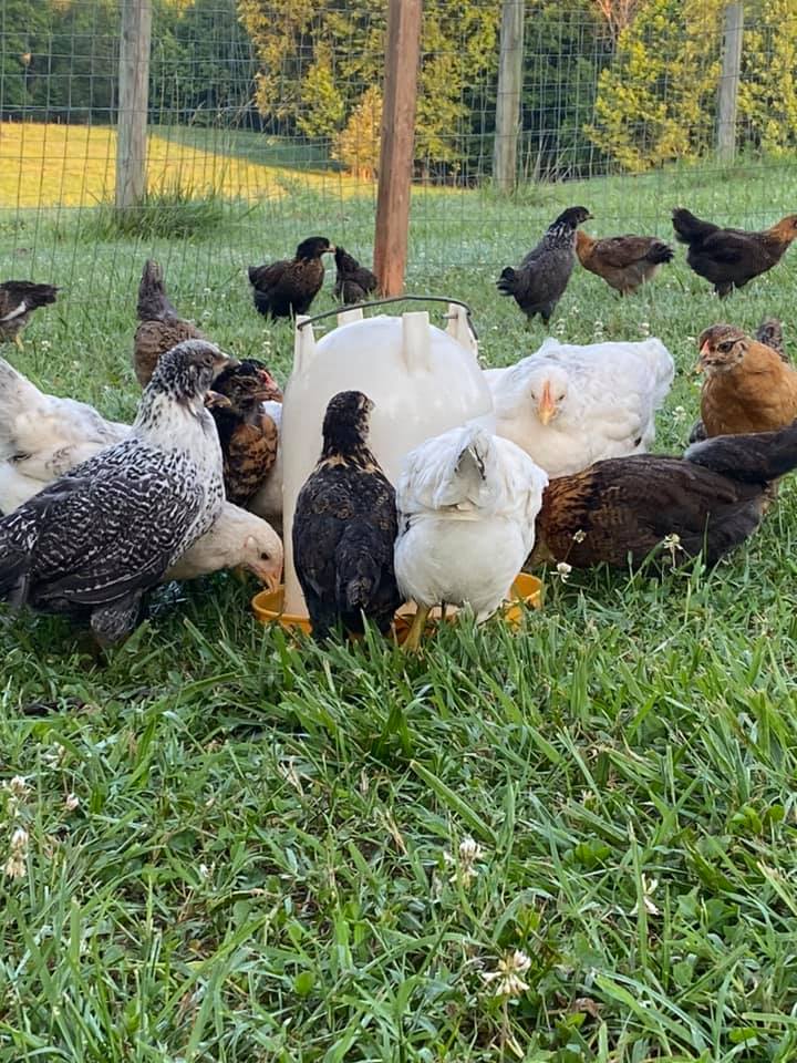 ¿Cómo mantener las gallinas en libertad?