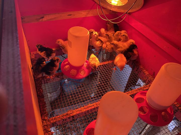 8 suministros de pollo esenciales para pollitos jóvenes