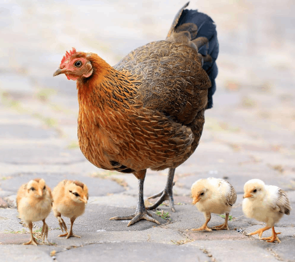 equipo para granja de pollos (4)