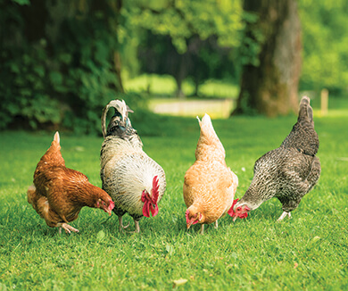 Cómo prevenir enfermedades al criar pollos