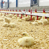 Línea automática de bebederos para pollos, equipo completo de bebedero para sistema de línea de agua de granjas avícolas 