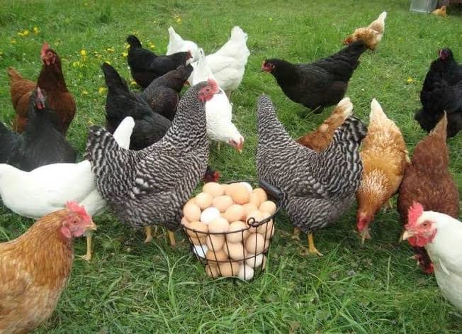 ¿Cómo reducir el costo de criar pollos?
