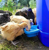 Bebedero automático para pollos de 0,5 l, taza para aves de corral, pollo, pato, ganso, pavo, conejo, mascota pequeña