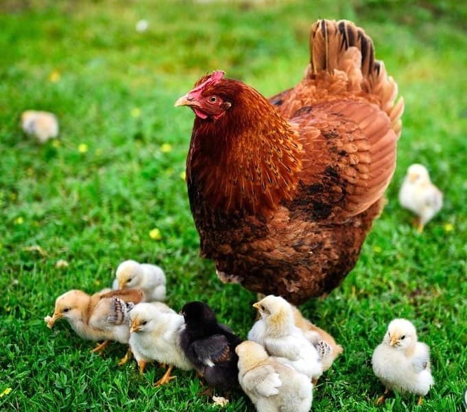 La agricultura a gran escala más poderosa: ¡la gente cría equipos, los equipos crían pollos, los pollos crían personas!