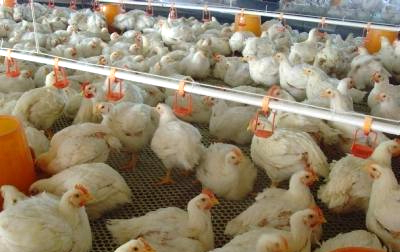 El malentendido de criar pollos para reducir costos